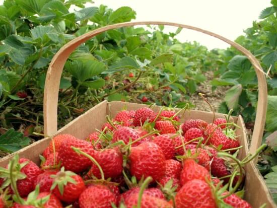 strawberry-picking-basket
