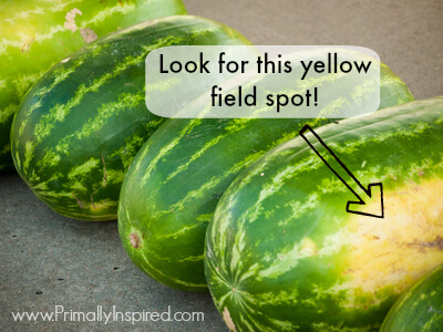 How to Pick a Watermelon via Primally Inspired