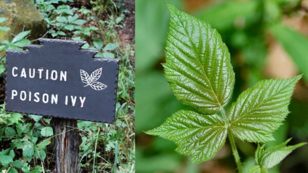 Poison Ivy Natural Remedy! Immediate Itch Relief!  Works for poison oak, bug bites, rashes, stings, too! | Primally Inspired