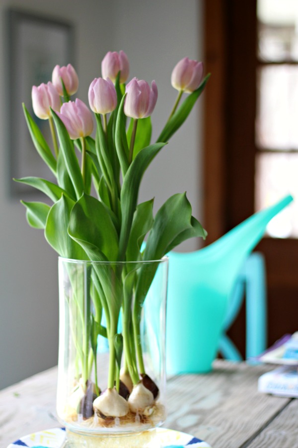 Tulips from Happy Hour with Kelly