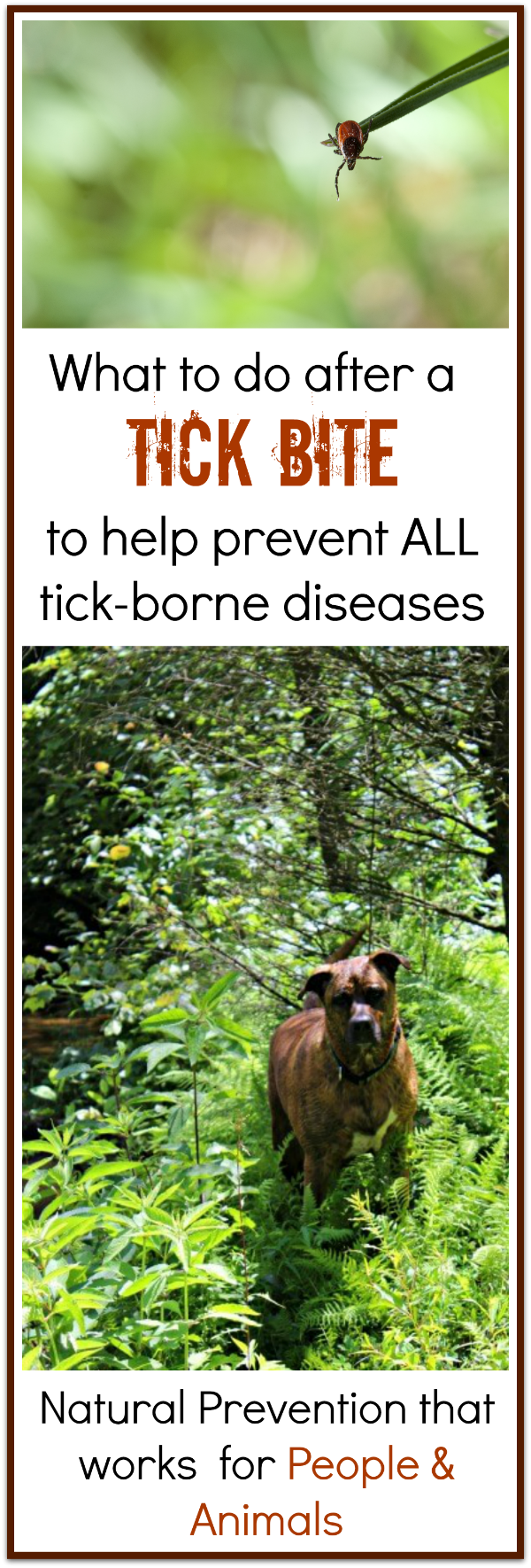 This is one natural remedy that you need for tick bites to help prevent all tick borne diseases including Lyme and Rocky Mountain Spotted fever. Works for people and animals. I always take this with me when I go camping just in case.