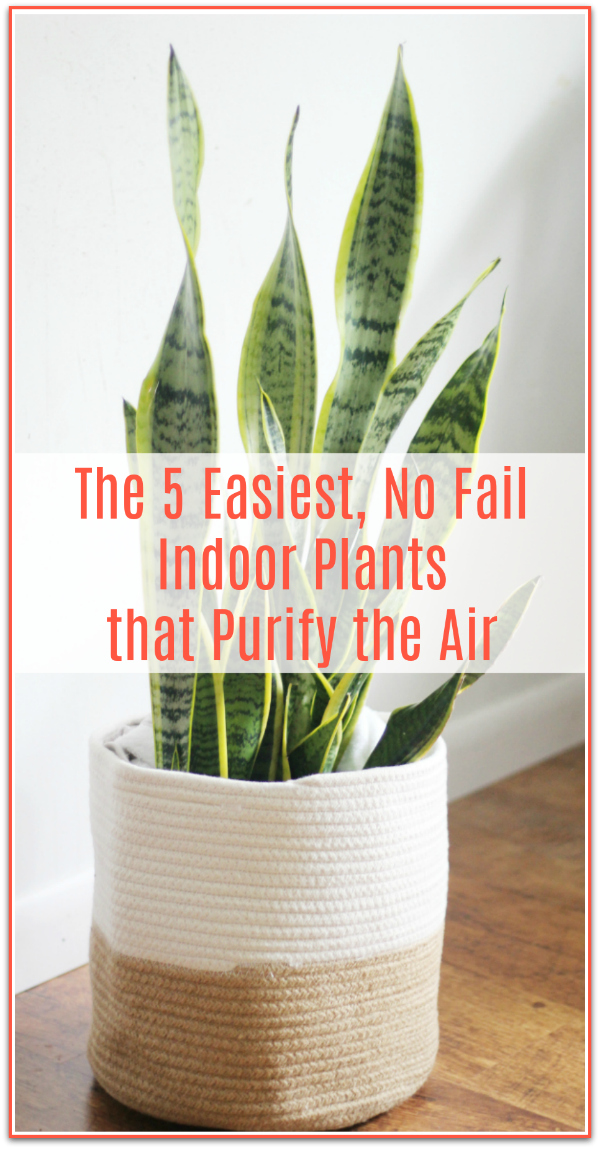 Easiest Indoor Air Purifying Plants