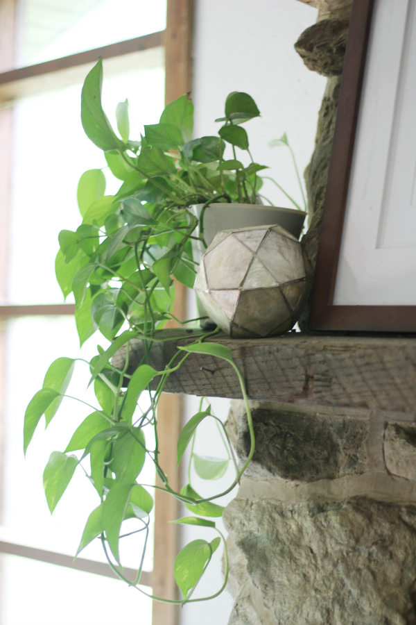 Easiest Indoor Plants to Grow - Golden Pothos