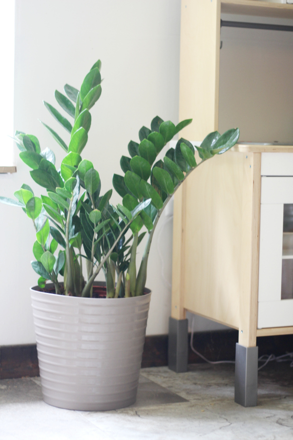 Easiest Air Purifying Indoor Plants