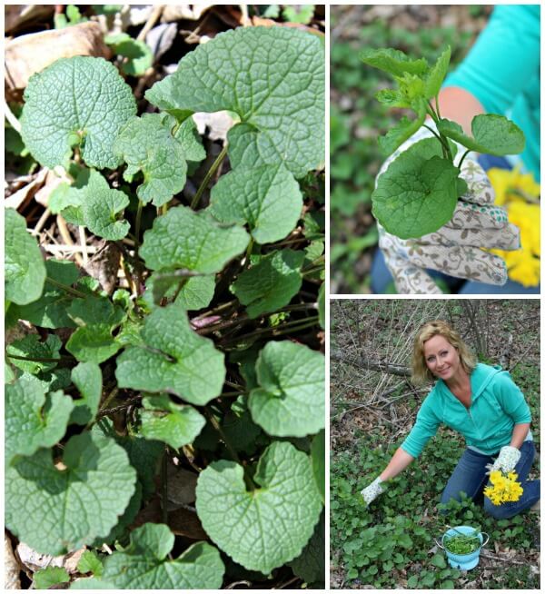 Edible Spring Plants you can find growing wild in your backyard from Primally Inspired (foraging, wild food)