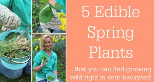Edible Spring Plants you can find growing wild in your backyard from Primally Inspired (foraging, wild food)