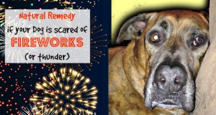 What to do if your Dog is Scared of Fireworks (or thunderstorms) A Natural Remedy that is Holistic Vet Recommended | Primally Inspired