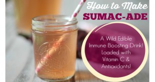 How To Make Sumac-Ade - A Wild Edible Drink made from wild sumac!