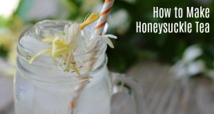 How to Make Honeysuckle Tea and benefits of honeysuckle
