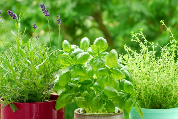 Best Herbs for babies and kids & how to use them