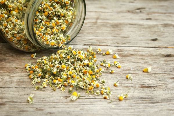 Chamomile is the best herb for babies and kids