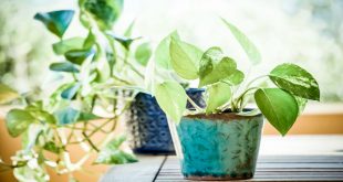Easy to Grow Air Purifying Indoor Plants