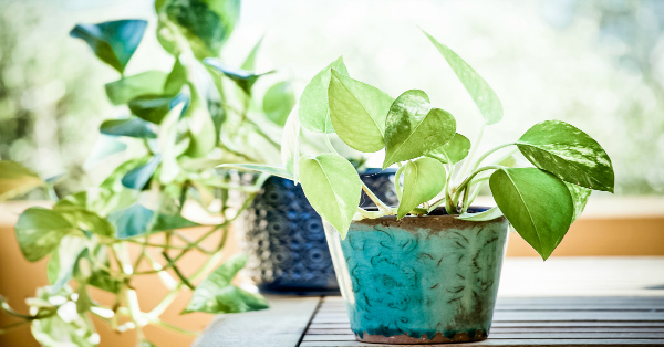 Easiest Indoor Plants that Purify the Air - Primally Inspired