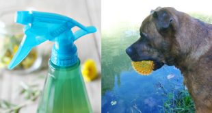 ACV Spray for Dogs DIY Recipe