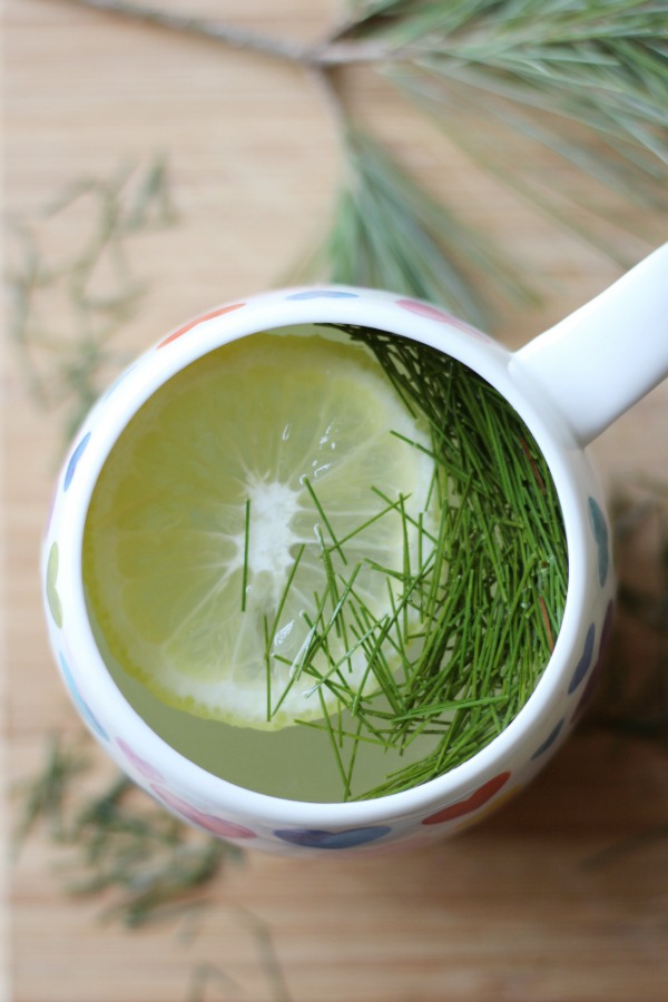 How to Make Pine Tea for Cold & Flu Season Primally Inspired