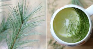 How to make pine tea