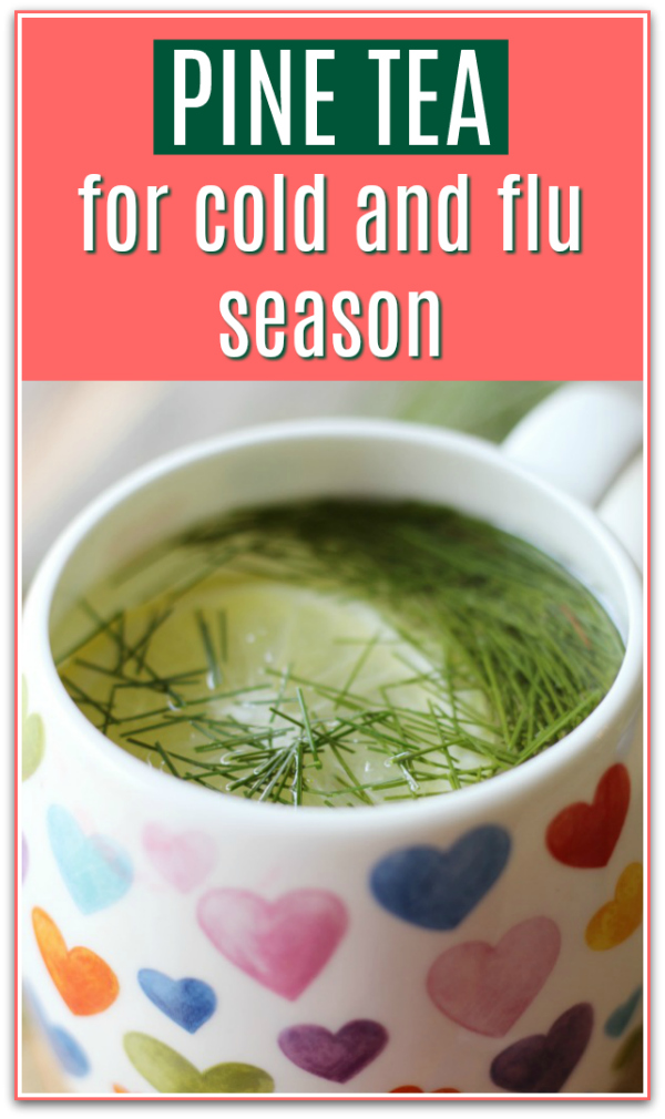 How to make pine tea for cold and flu season