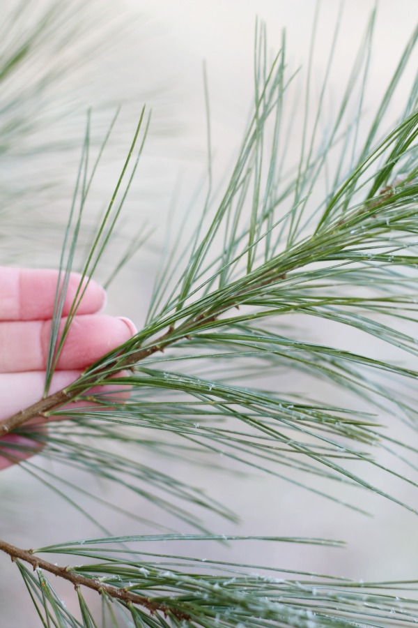 How to identify a pine tree