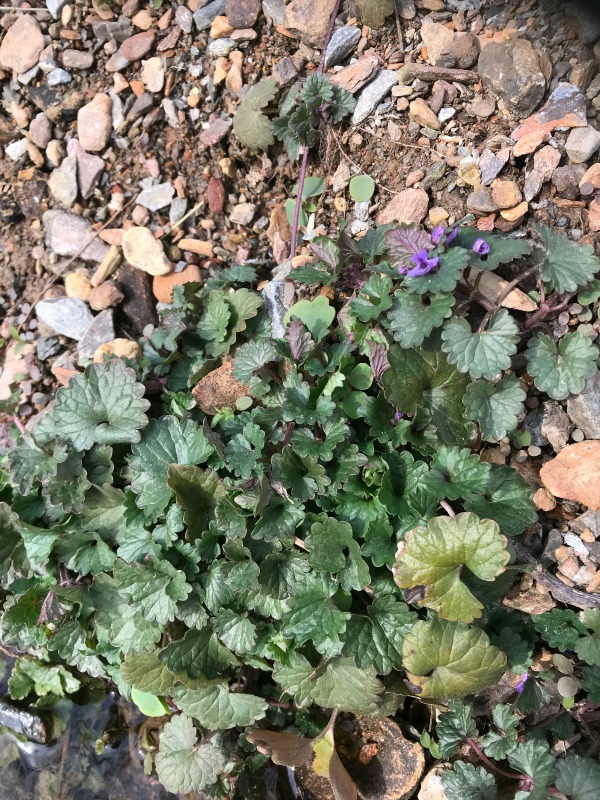 Ground Ivy Identification Creeping Charlie Edible and Medicinal Common Spring Lawn Weed