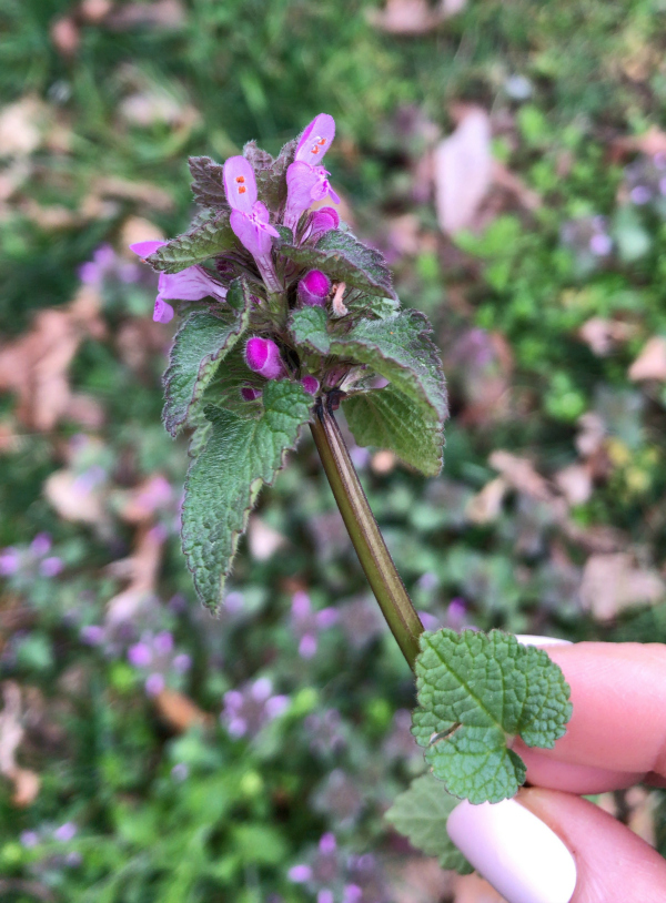 Purple Deadnettle Identification
