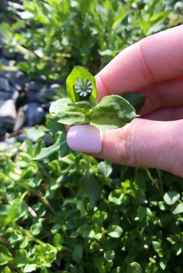 Chickweed Identification - Edible and Medicinal